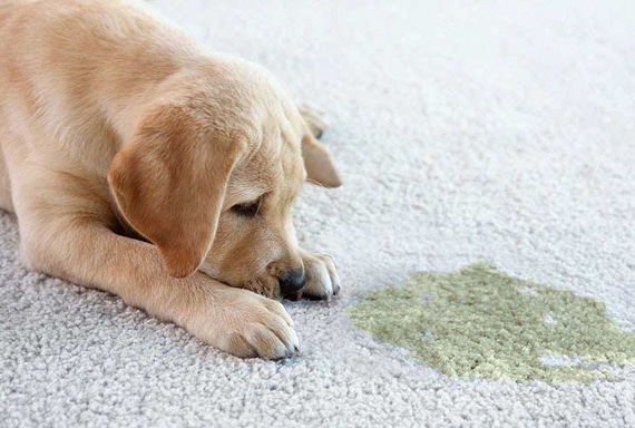 urine odor removal