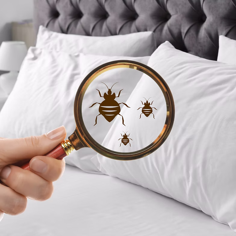 Chem-Dry Singapore dust mite allergen treatment reducing allergens in mattresses, carpets, and upholstery for a healthier indoor environment