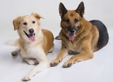 Pets_On_Carpet