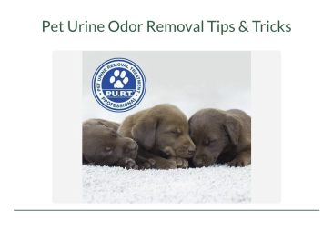 pet urine odour removal